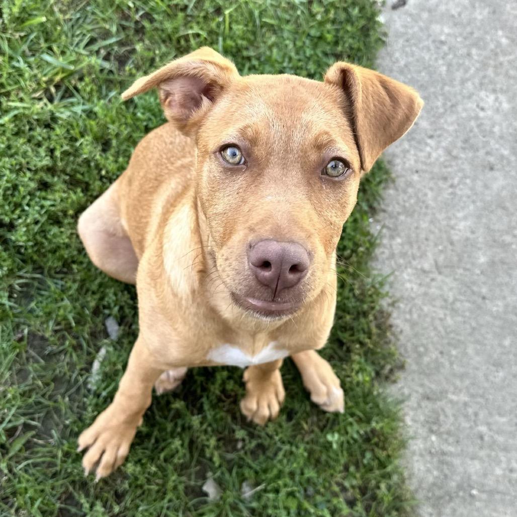 Enlarge Aspen 15D26, a Adoptable Mixed Breed in Napoleon, OH image 6/6