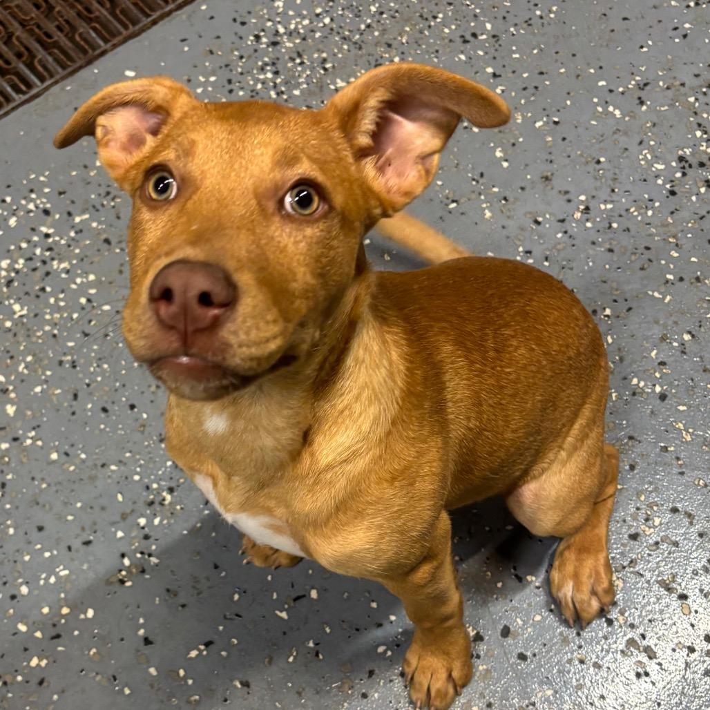 Enlarge Aspen 15D26, a Adoptable Mixed Breed in Napoleon, OH image 6/6