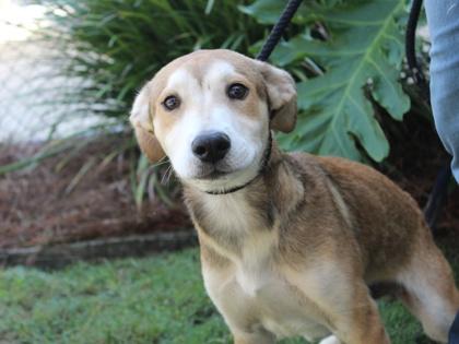 Flitter, Adoptable, Adult Male German Shepherd Dog & Mixed Breed.