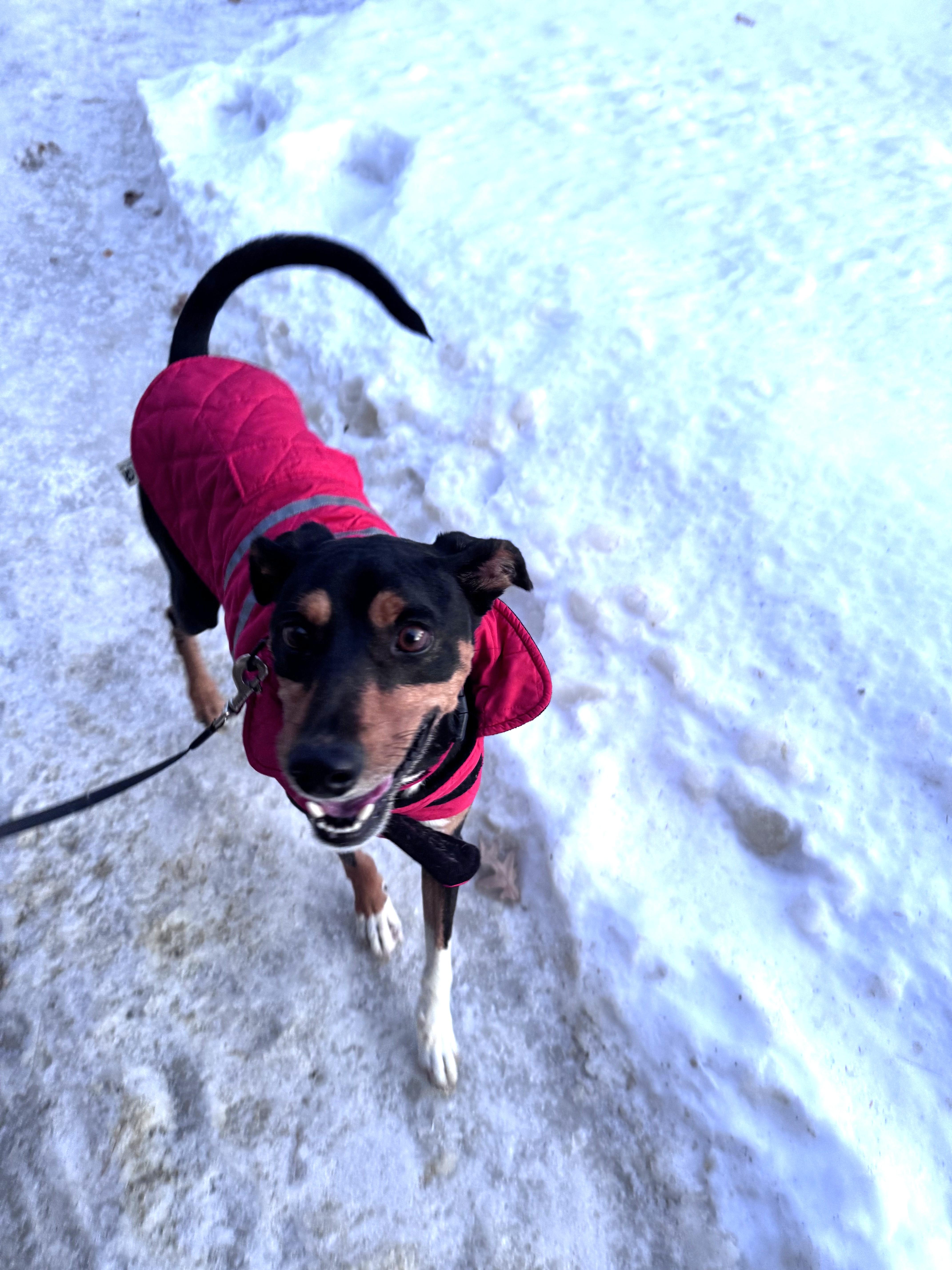 Enlarge Dylan, a ADOPTABLE mixed breed in Weare, NH image 5/5