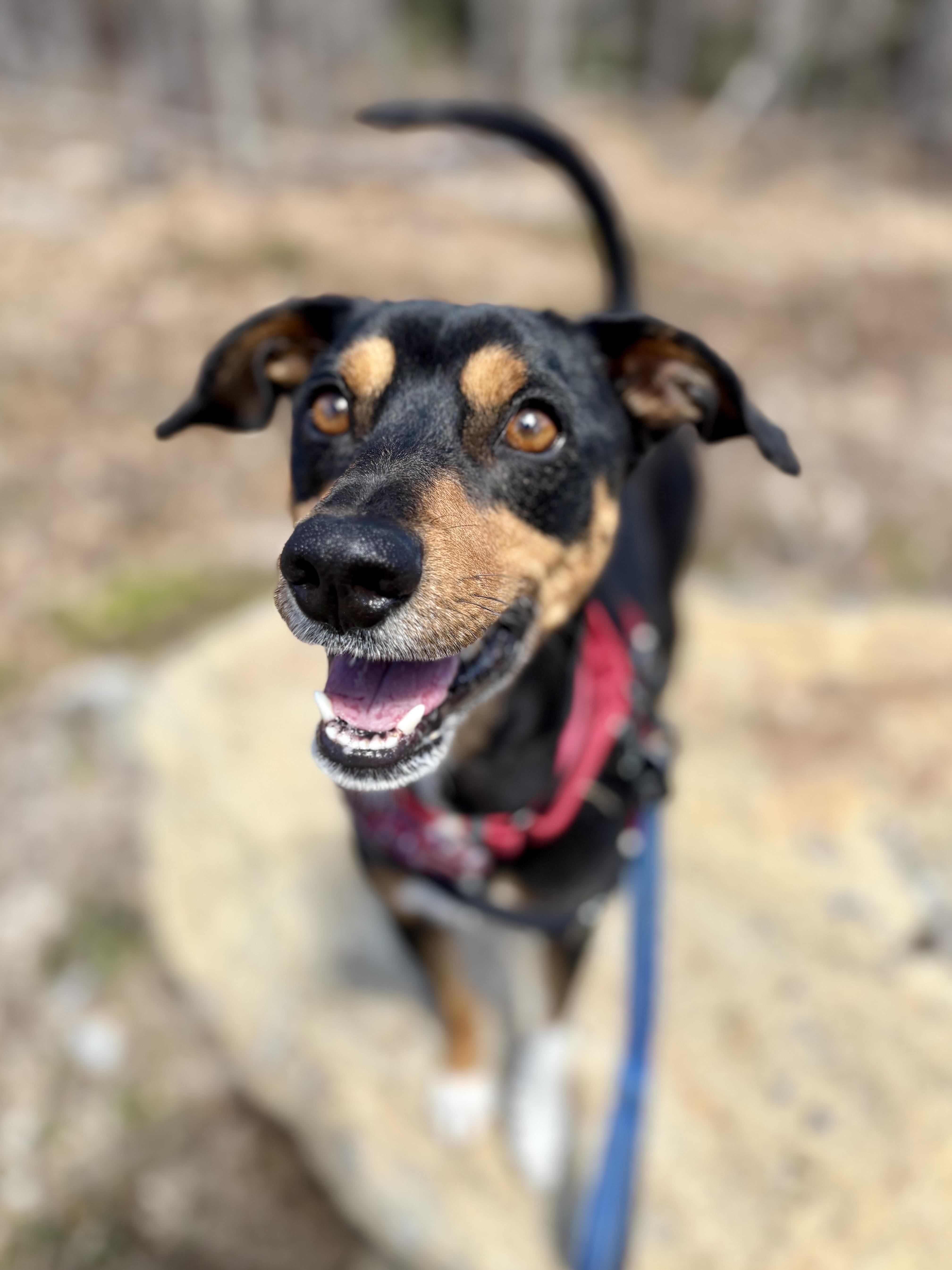 Enlarge Dylan, a ADOPTABLE mixed breed in Weare, NH image 6/6