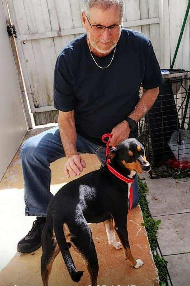 Enlarge Dylan, a ADOPTABLE mixed breed in Weare, NH image 2/5