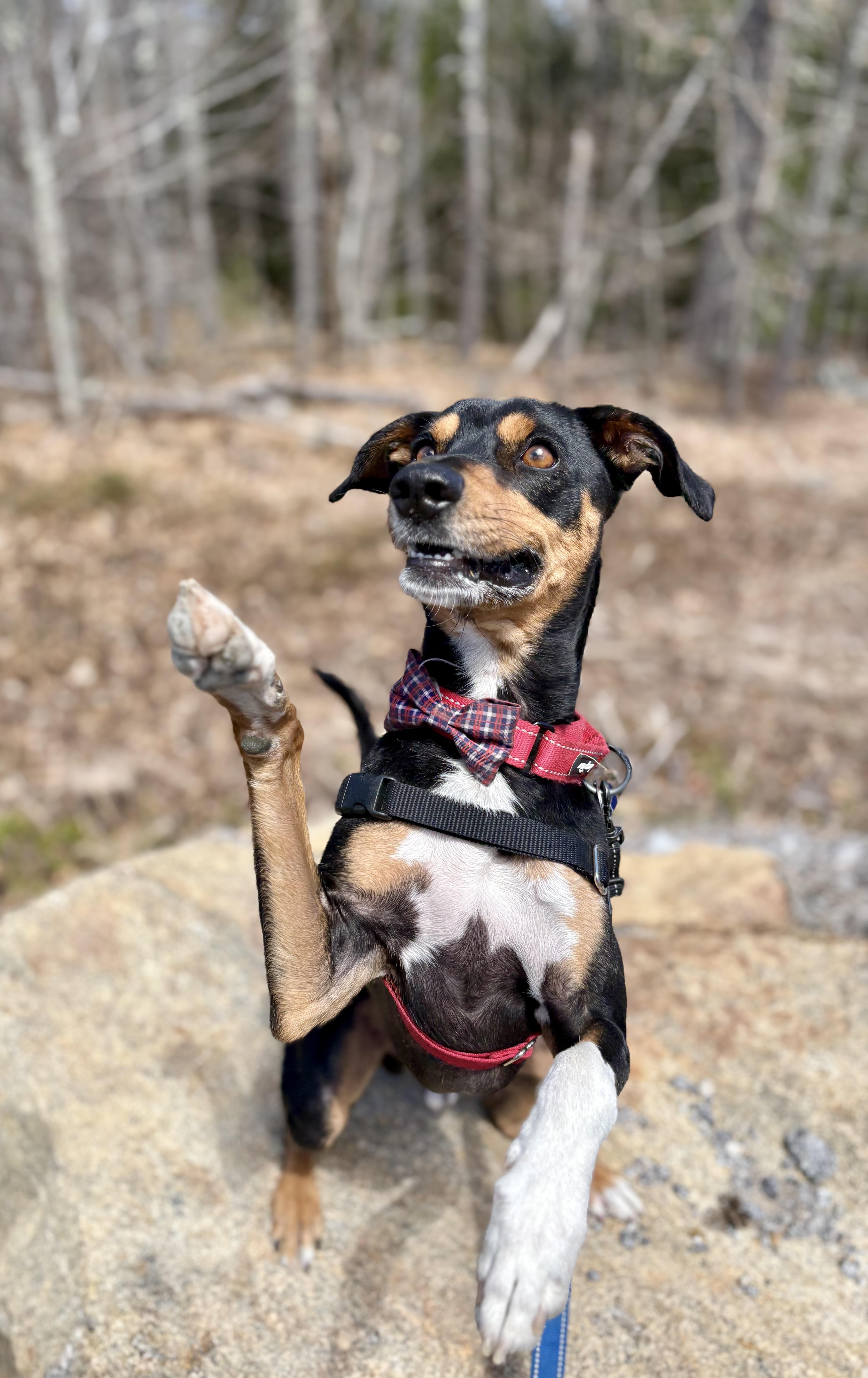 Dylan, ADOPTABLE, Young Male Whippet & Miniature Pinscher.