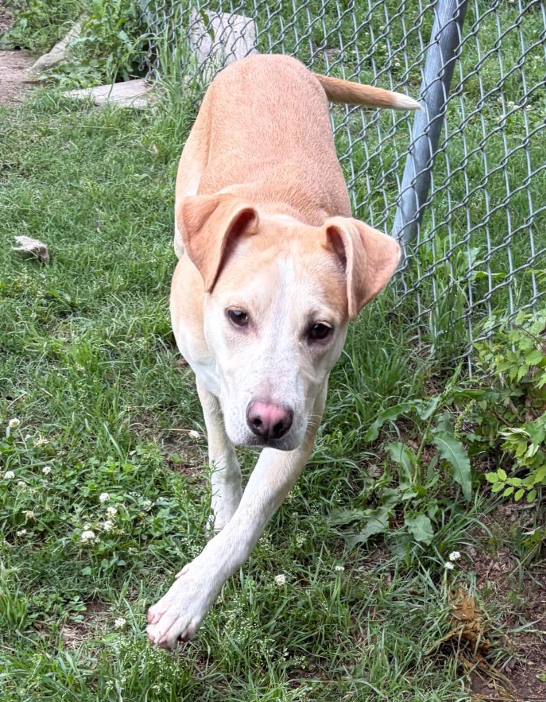 Enlarge Bookie, a Adoptable mixed breed in Little Rock, AR image 1/4