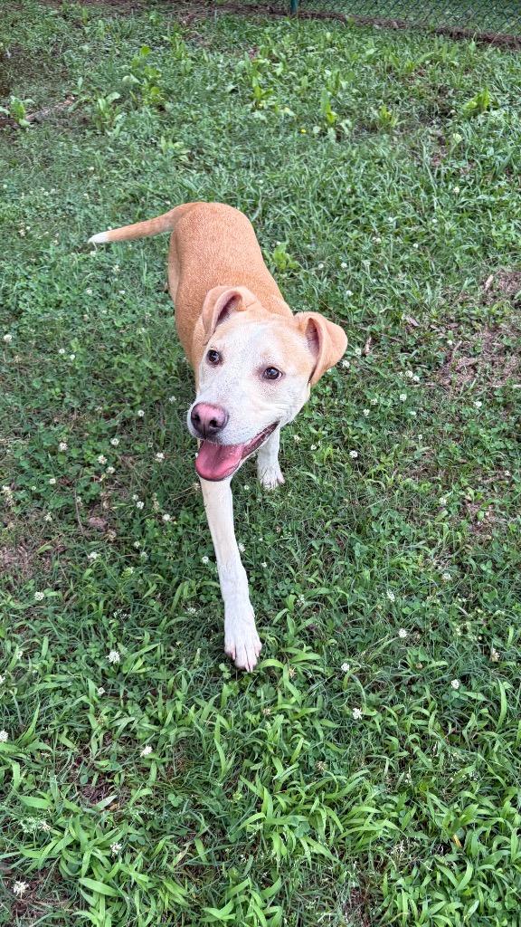Enlarge Bookie, a Adoptable mixed breed in Little Rock, AR image 2/4