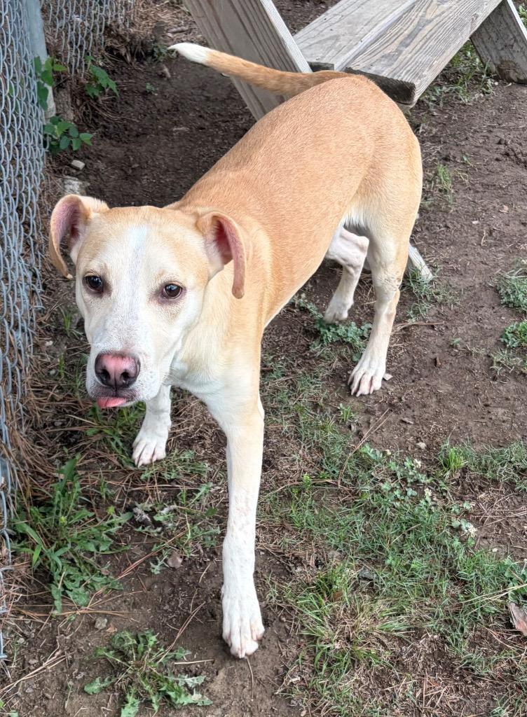 Enlarge Bookie, a Adoptable mixed breed in Little Rock, AR image 3/4