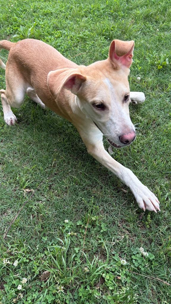 Enlarge Bookie, a Adoptable mixed breed in Little Rock, AR image 4/4