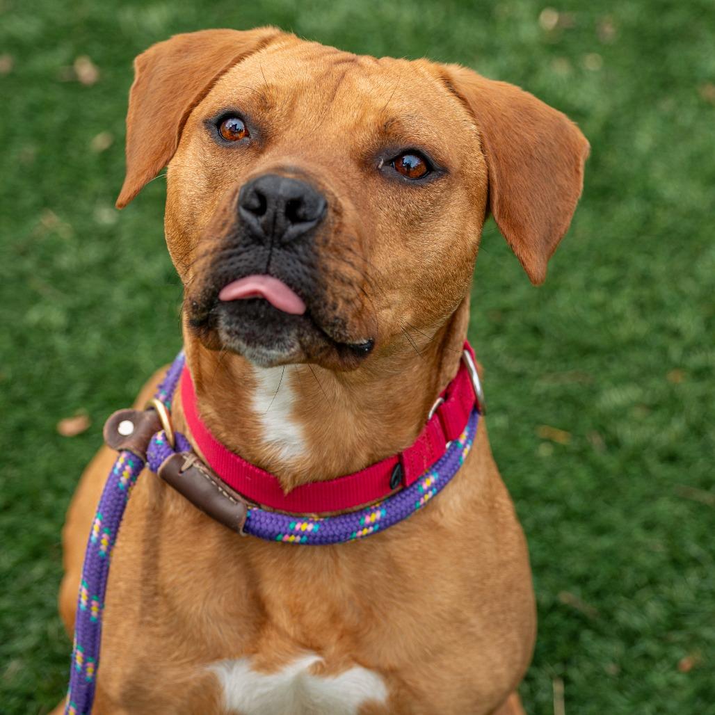 Enlarge Redd, a Adoptable Mixed Breed in Saint Charles, MO image 1/6