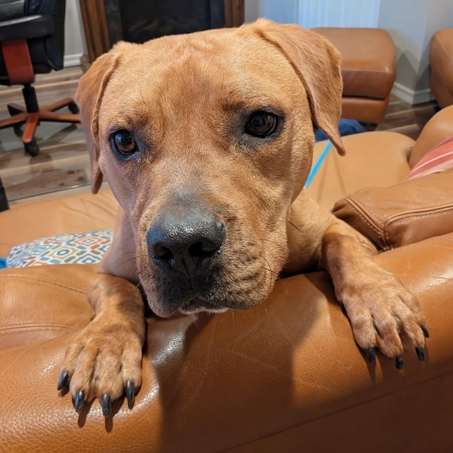 Enlarge Redd, a Adoptable Mixed Breed in Saint Charles, MO image 2/6