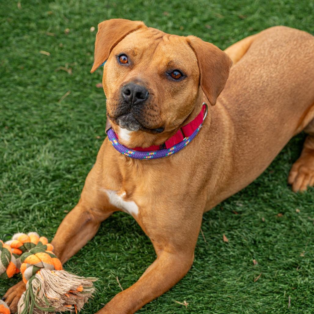 Enlarge Redd, a Adoptable Mixed Breed in Saint Charles, MO image 3/6