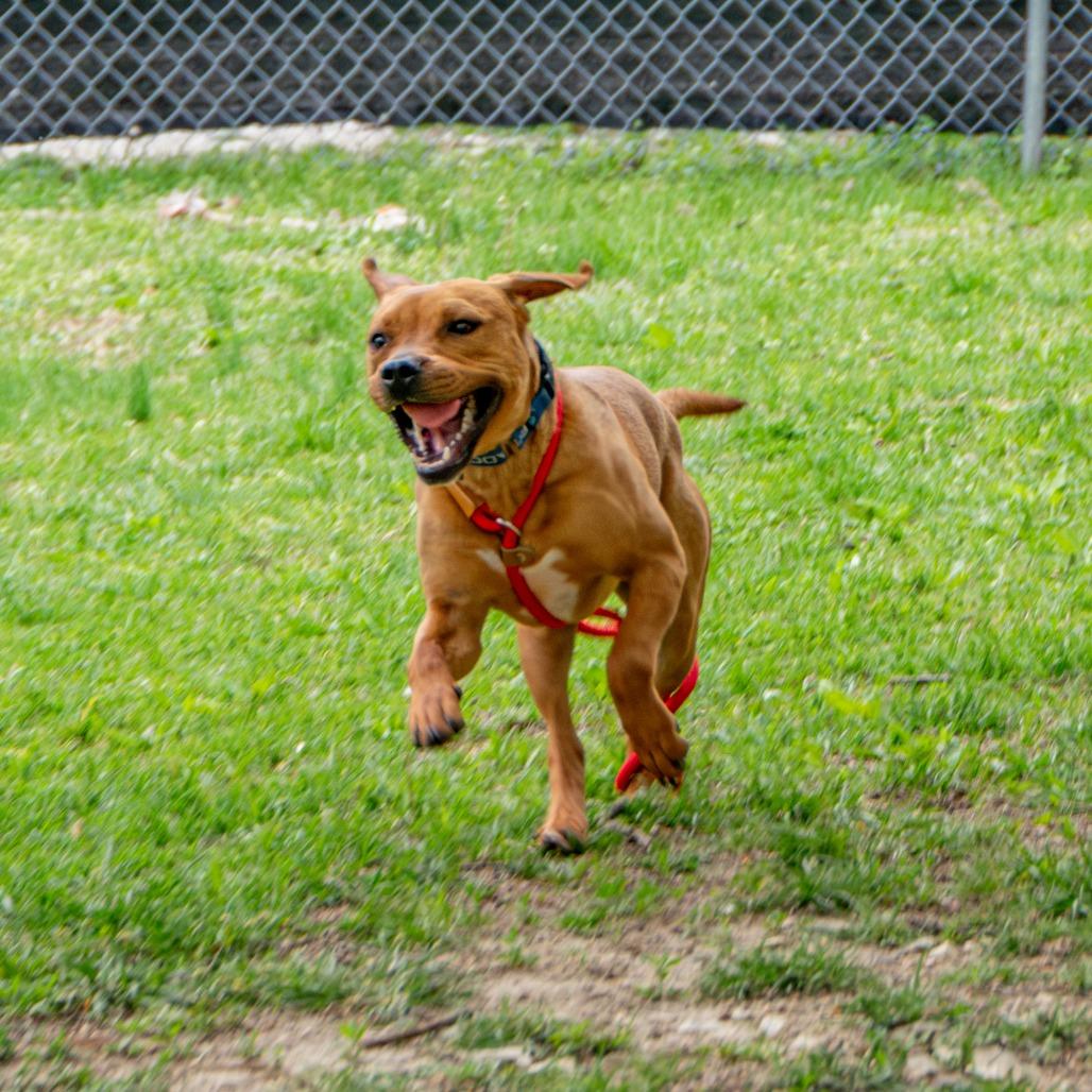 Redd, a Adoptable Mixed Breed in Saint Charles, MO image 2/6