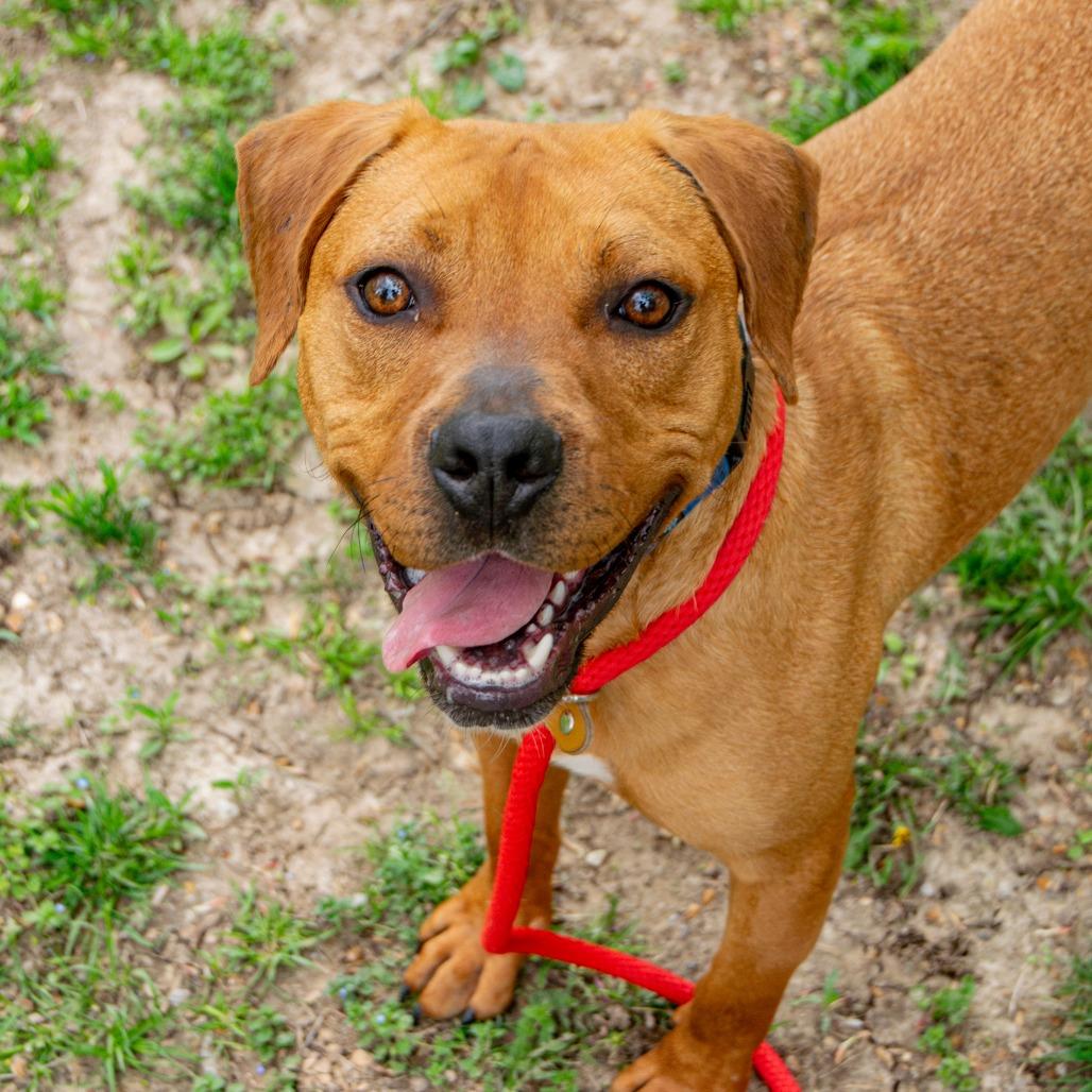 Redd, a Adoptable Mixed Breed in Saint Charles, MO image 3/6