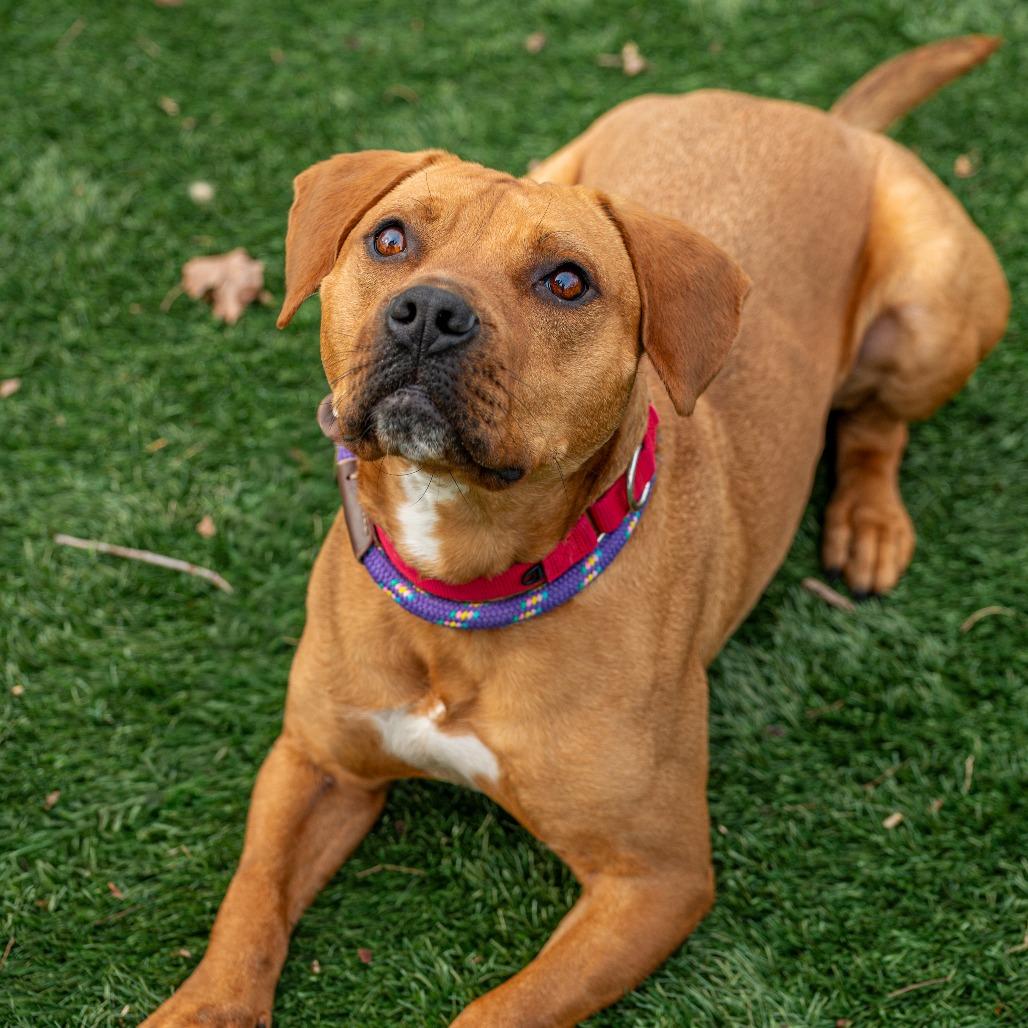 Enlarge Redd, a Adoptable Mixed Breed in Saint Charles, MO image 4/6