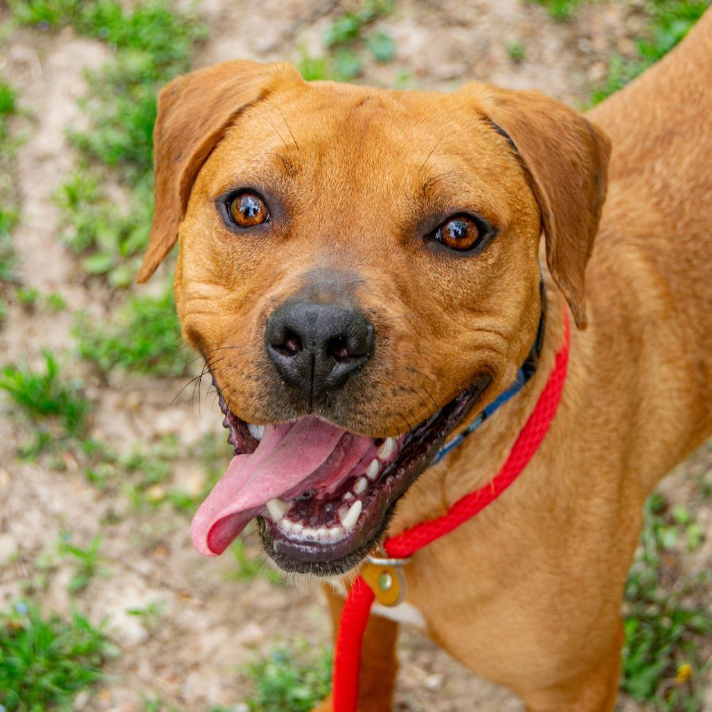 Enlarge Redd, a Adoptable Mixed Breed in Saint Charles, MO image 5/6