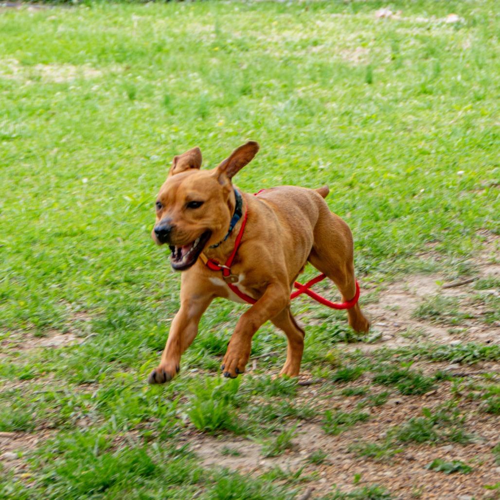 Redd, a Adoptable Mixed Breed in Saint Charles, MO image 4/6
