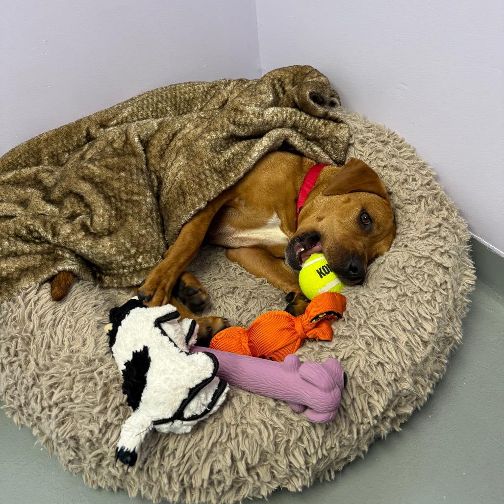 Redd, a Adoptable Mixed Breed in Saint Charles, MO image 5/6