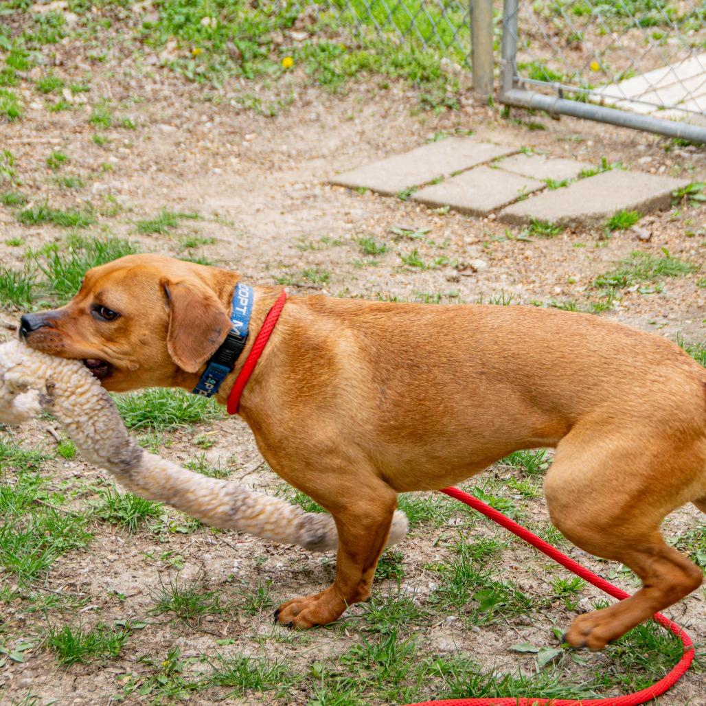Redd, a Adoptable Mixed Breed in Saint Charles, MO image 6/6