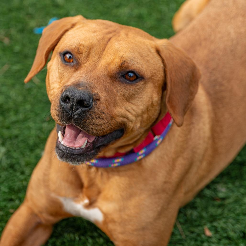 Enlarge Redd, a Adoptable Mixed Breed in Saint Charles, MO image 6/6