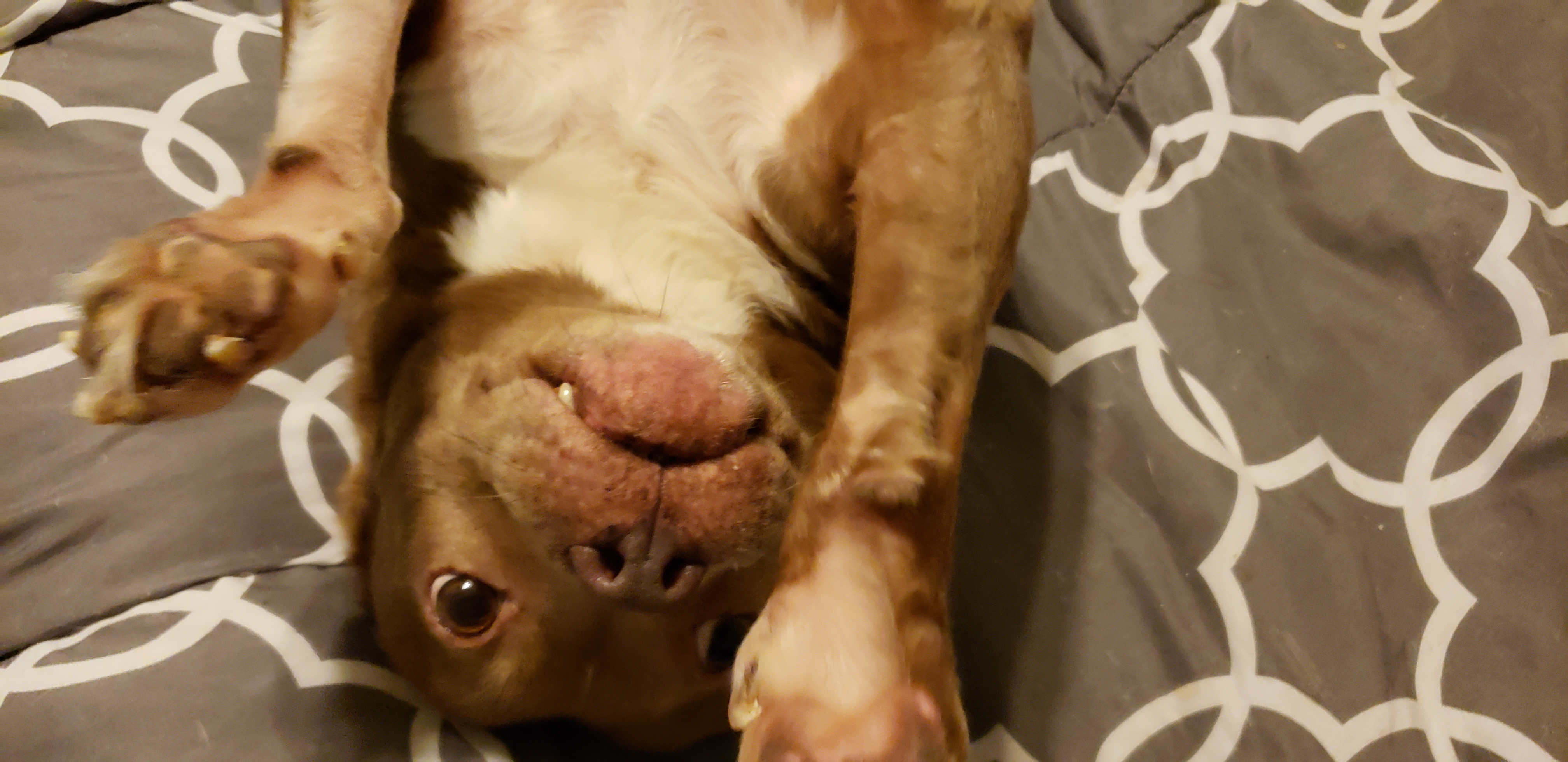 Penny photo 2