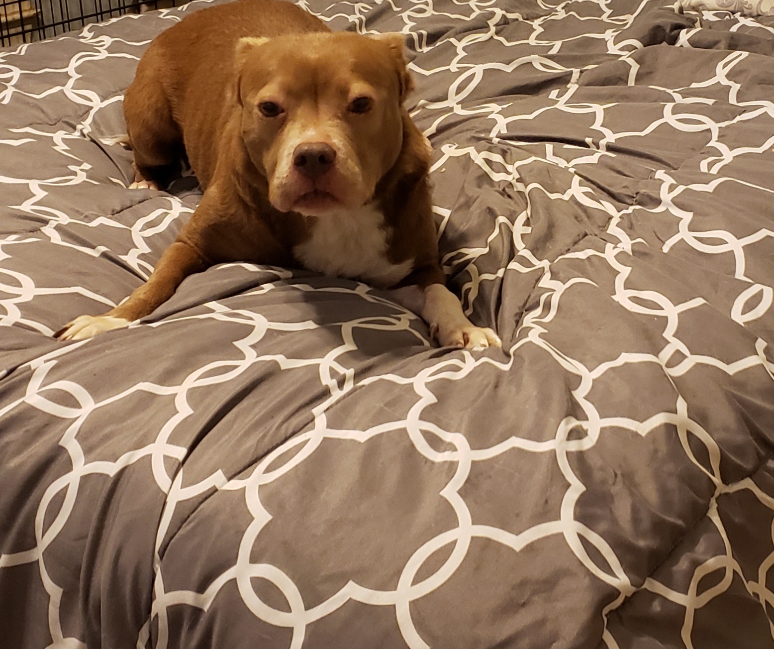 Penny