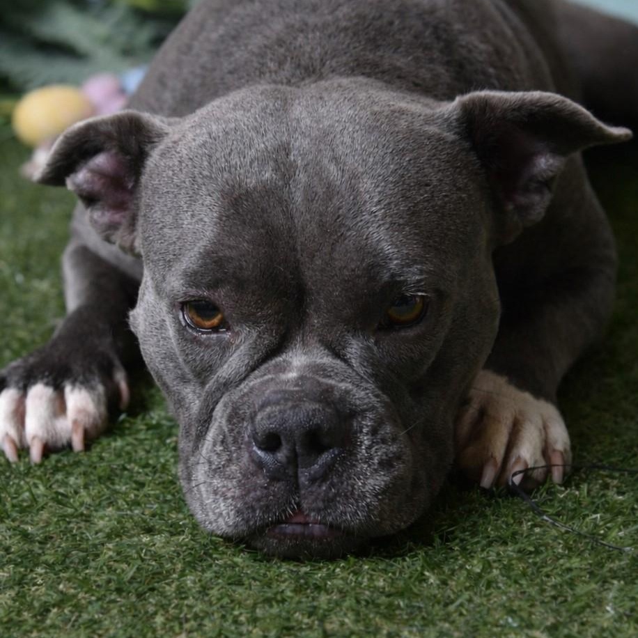 Baby 60585629, a ADOPTABLE Pit Bull Terrier in Harvey , LA image 1/4