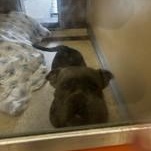 Baby 60585629, a ADOPTABLE Pit Bull Terrier in Harvey , LA image 4/4