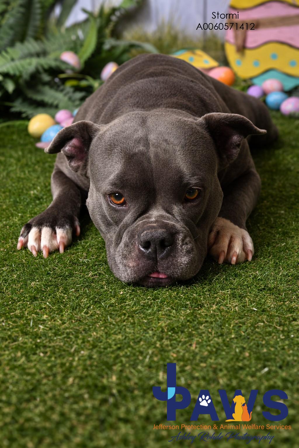 Baby 60585629, a ADOPTABLE Pit Bull Terrier in Harvey , LA image 3/4