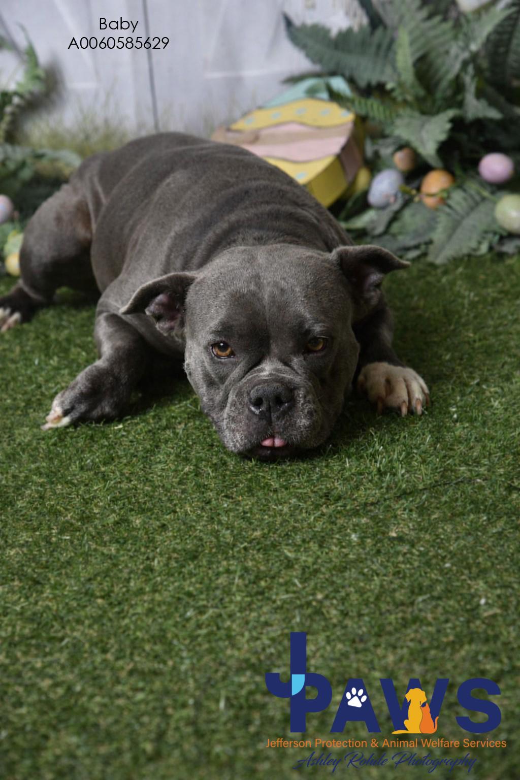 Baby 60585629, a ADOPTABLE Pit Bull Terrier in Harvey , LA image 2/4