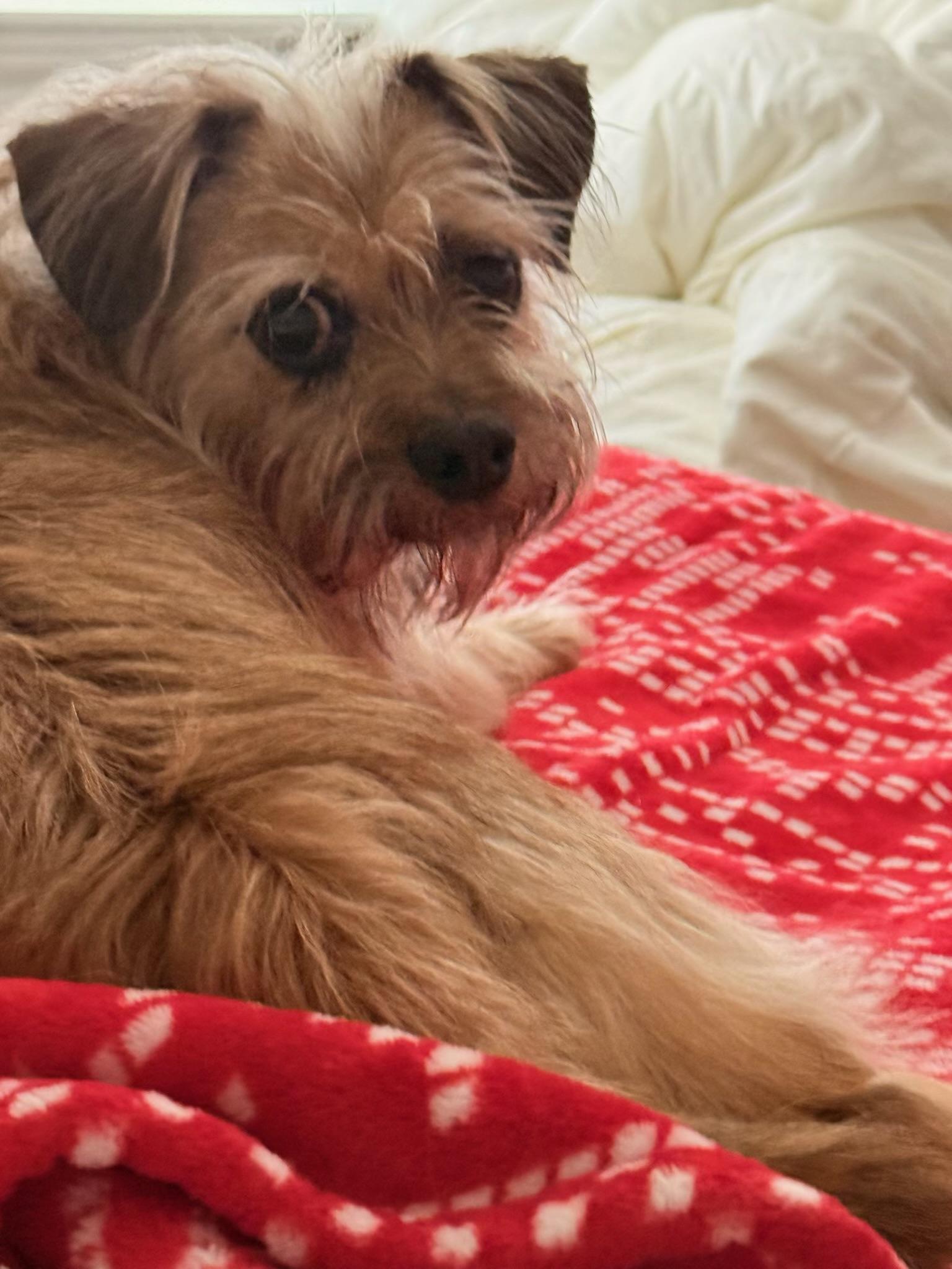 Enlarge Coupe De Ville aka Cooper, an adoptable mixed breed in Dallas, TX image 4/5