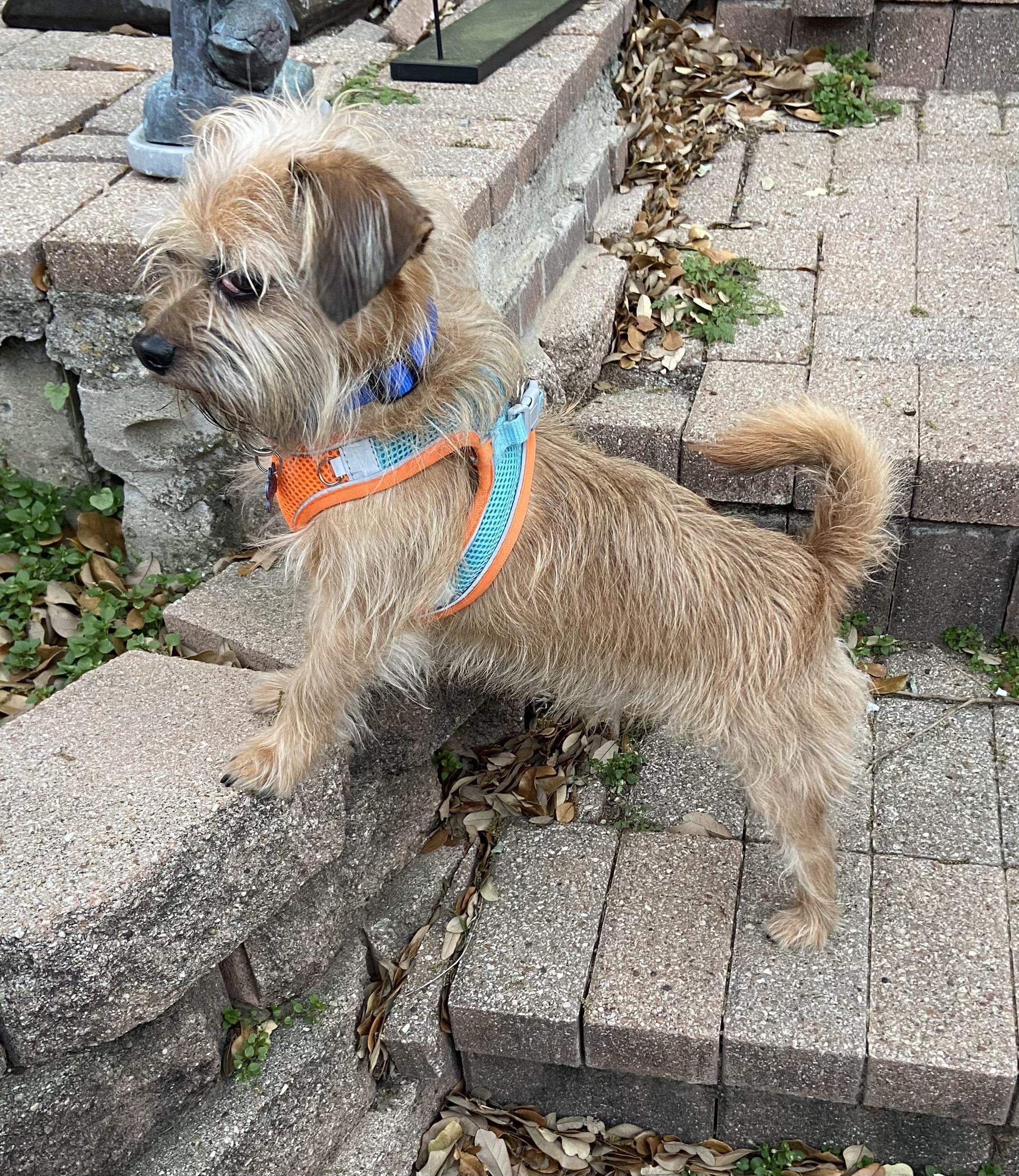Coupe De Ville aka Cooper, adopted, Adult Male Yorkshire Terrier & Cairn Terrier.