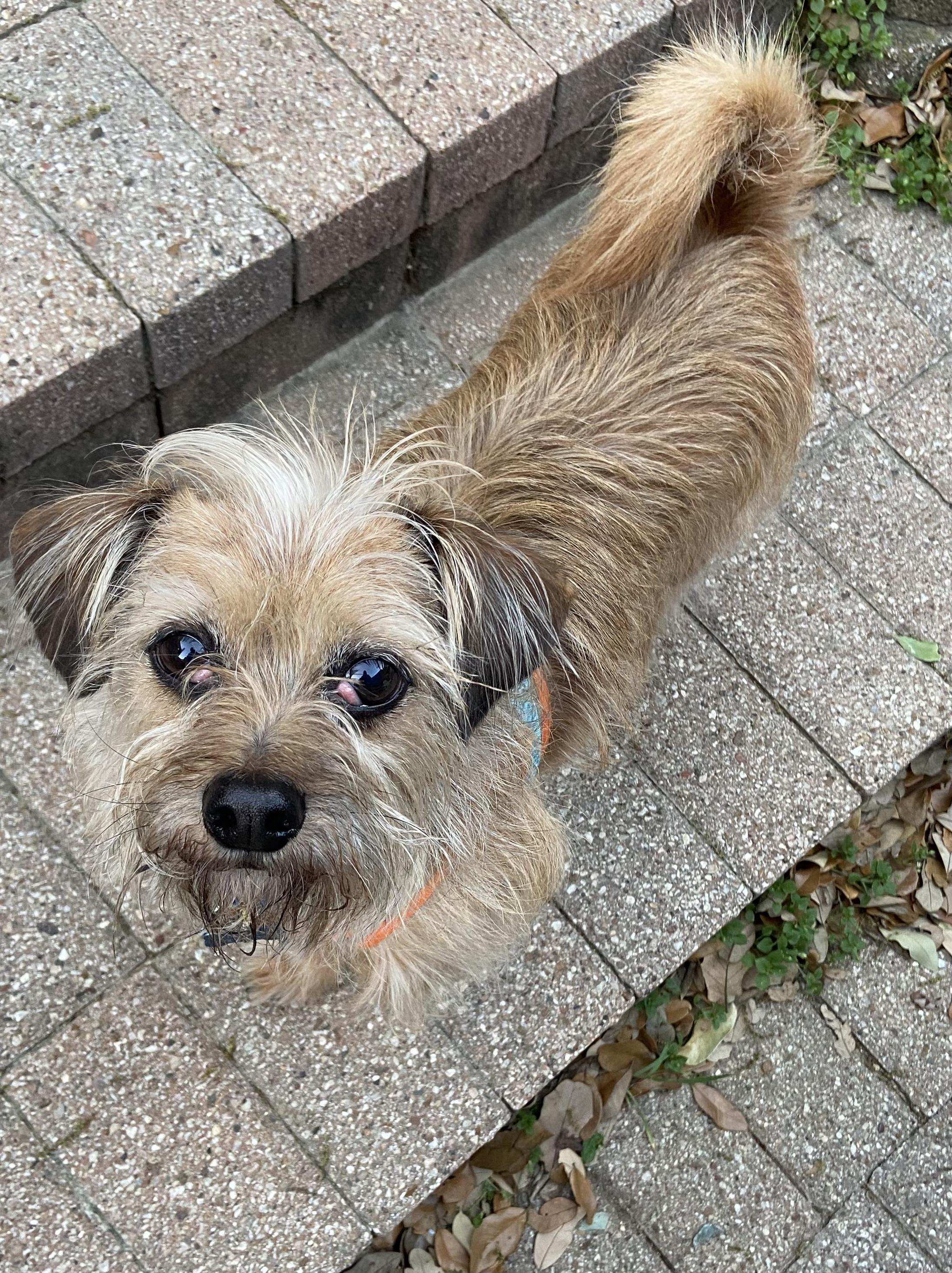 Enlarge Coupe De Ville aka Cooper, an adoptable mixed breed in Dallas, TX image 2/5