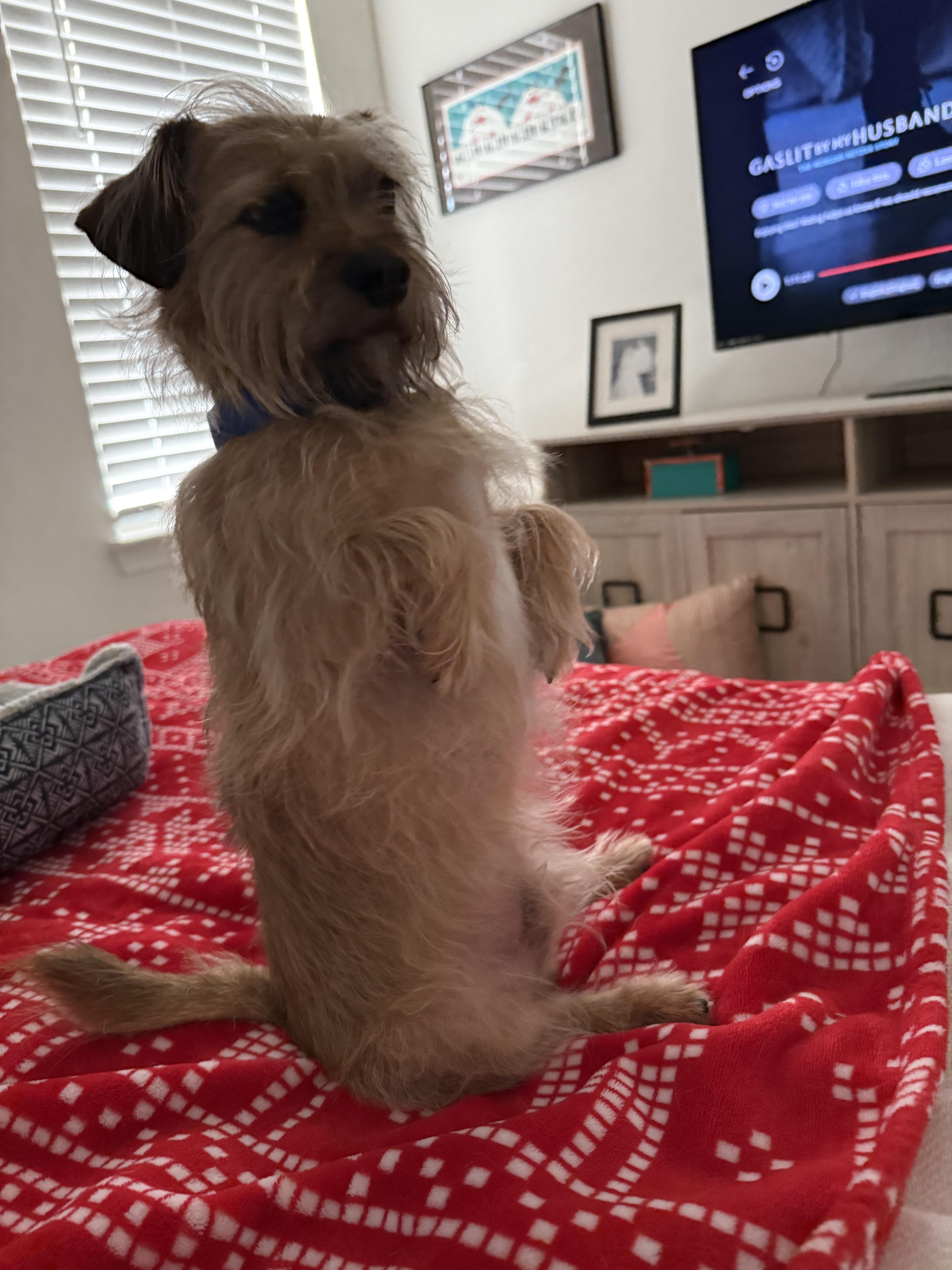 Enlarge Coupe De Ville aka Cooper, an adoptable mixed breed in Dallas, TX image 5/5