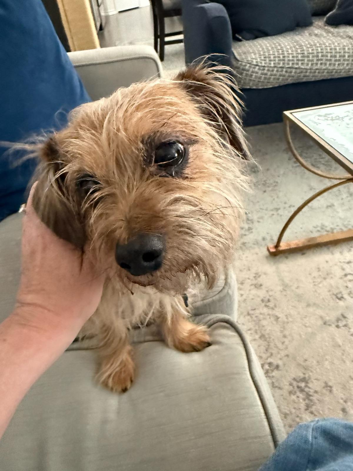 Enlarge Coupe De Ville aka Cooper, an adoptable mixed breed in Dallas, TX image 3/5