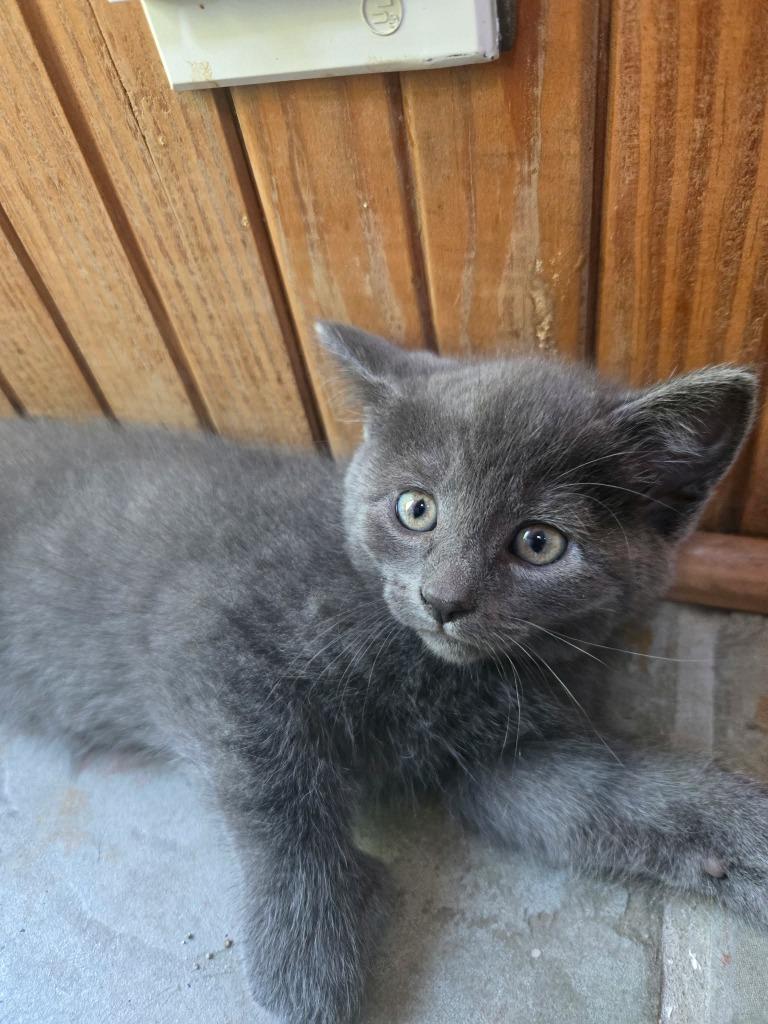 Persephone, Adoptable, Kitten Female Extra-Toes Cat / Hemingway Polydactyl.