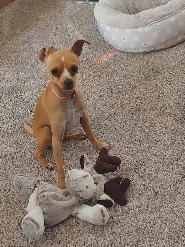 Dream, a Adoptable Chihuahua in Covington, WA image 3/6