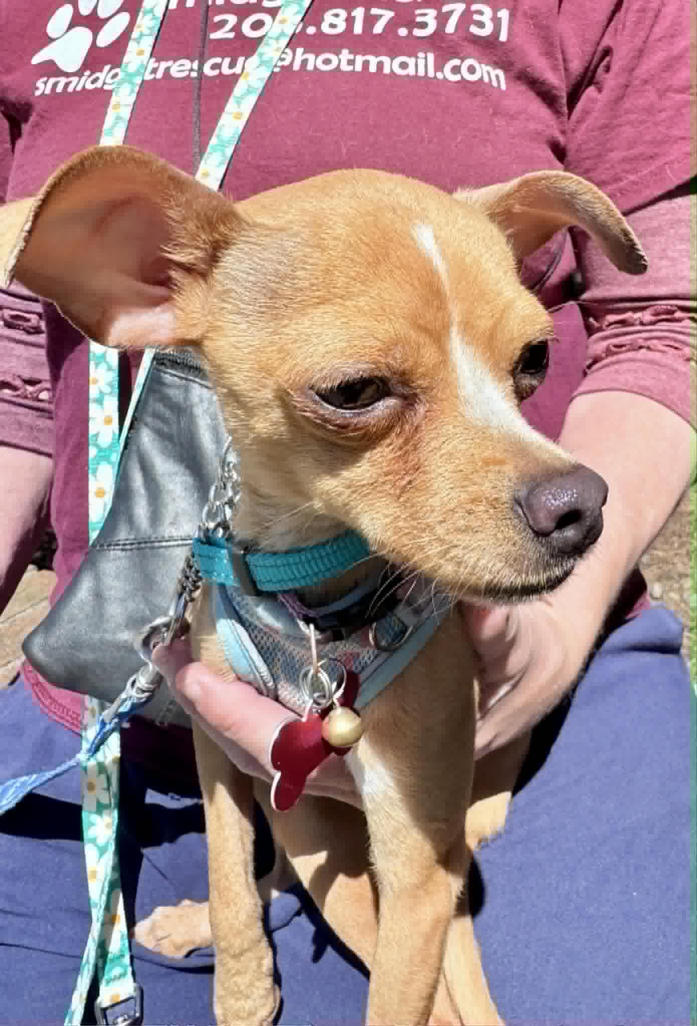 Dream, a Adoptable Chihuahua in Covington, WA image 6/6