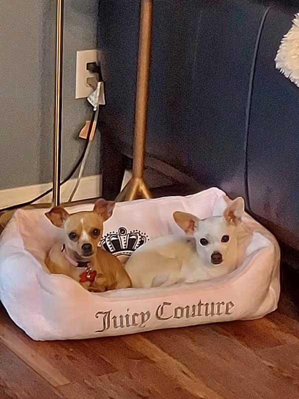 Dream, a Adoptable Chihuahua in Covington, WA image 5/6
