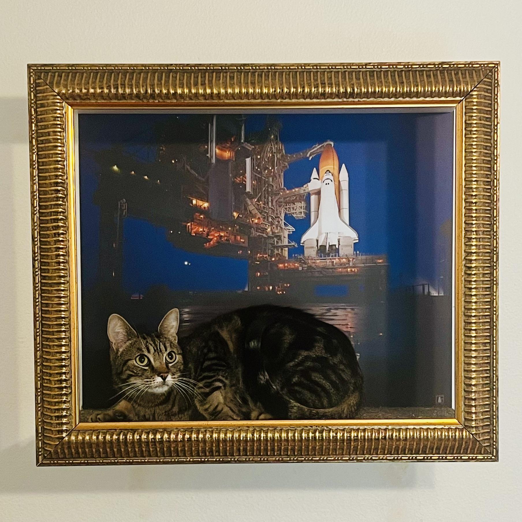 Enlarge Topsy, a ADOPTABLE Tabby in Los Angeles, CA image 1/2