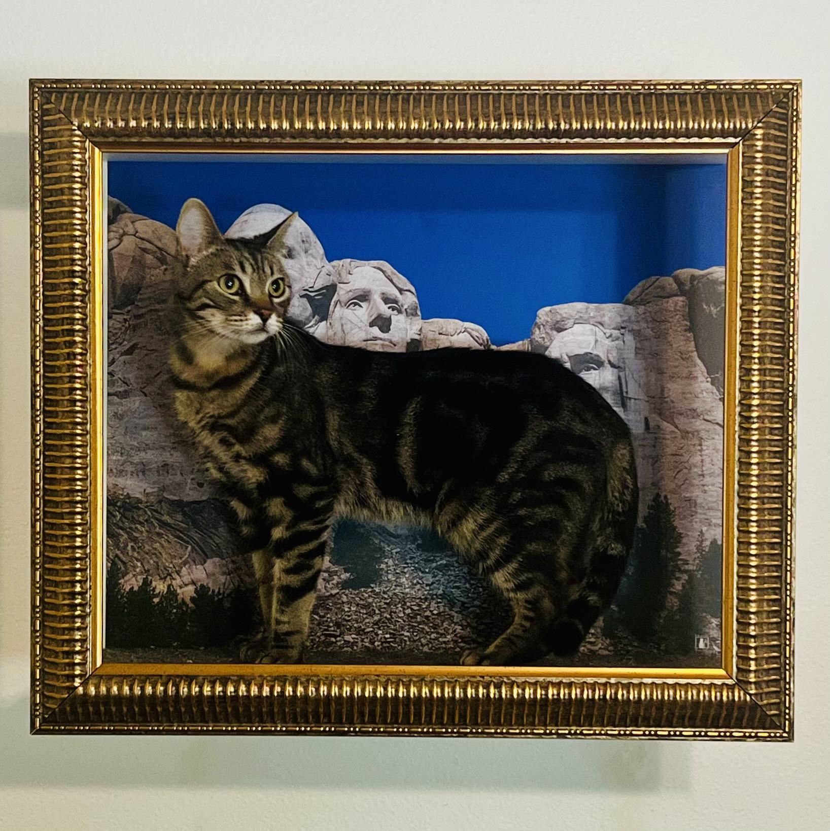 Topsy, an adoption pending Tabby in Santa Clarita, CA image 1/5