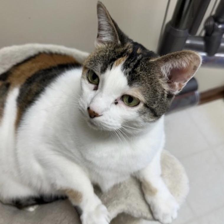 Pickles - Home to Home, Adoptable, Adult Female Domestic Short Hair.