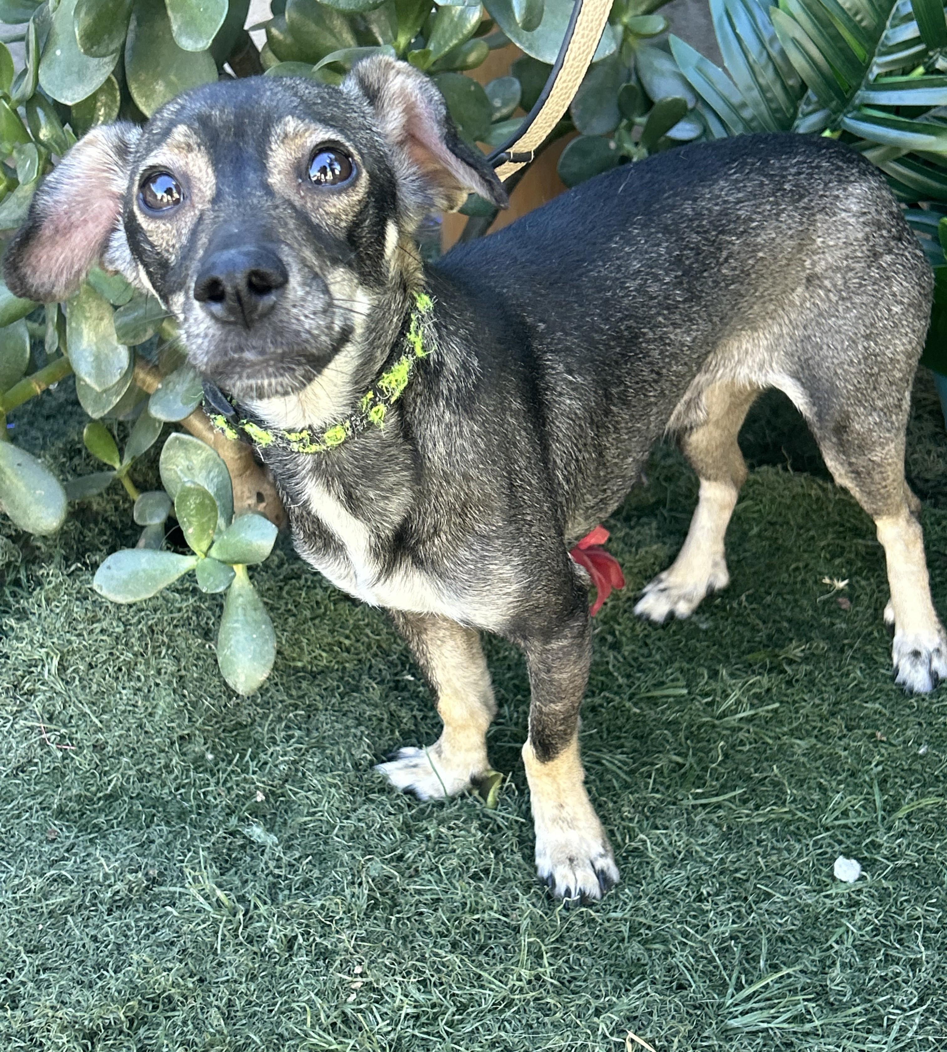 TOBY, ADOPTABLE, Young Male Chiweenie & Rat Terrier.