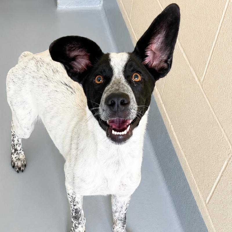 Harry Styles, Adoptable, Young Male Hound & Mixed Breed.