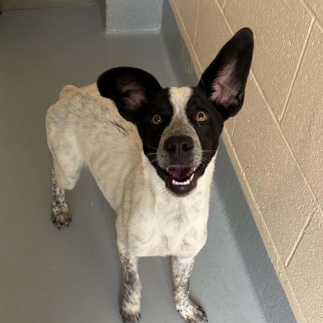 Enlarge Harry Styles, a Adoptable mixed breed in Concord, NC image 2/5