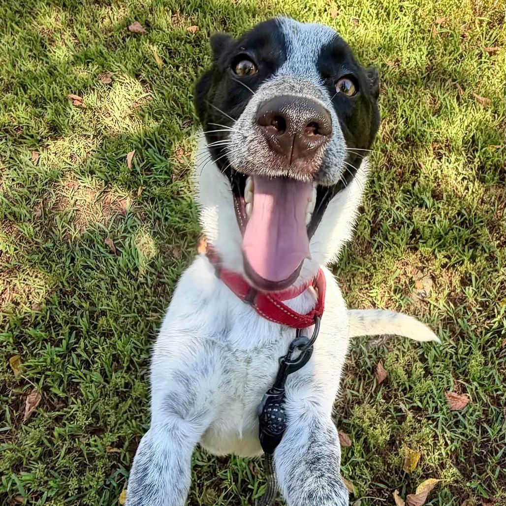 Enlarge Harry Styles, a Adoptable mixed breed in Concord, NC image 3/5