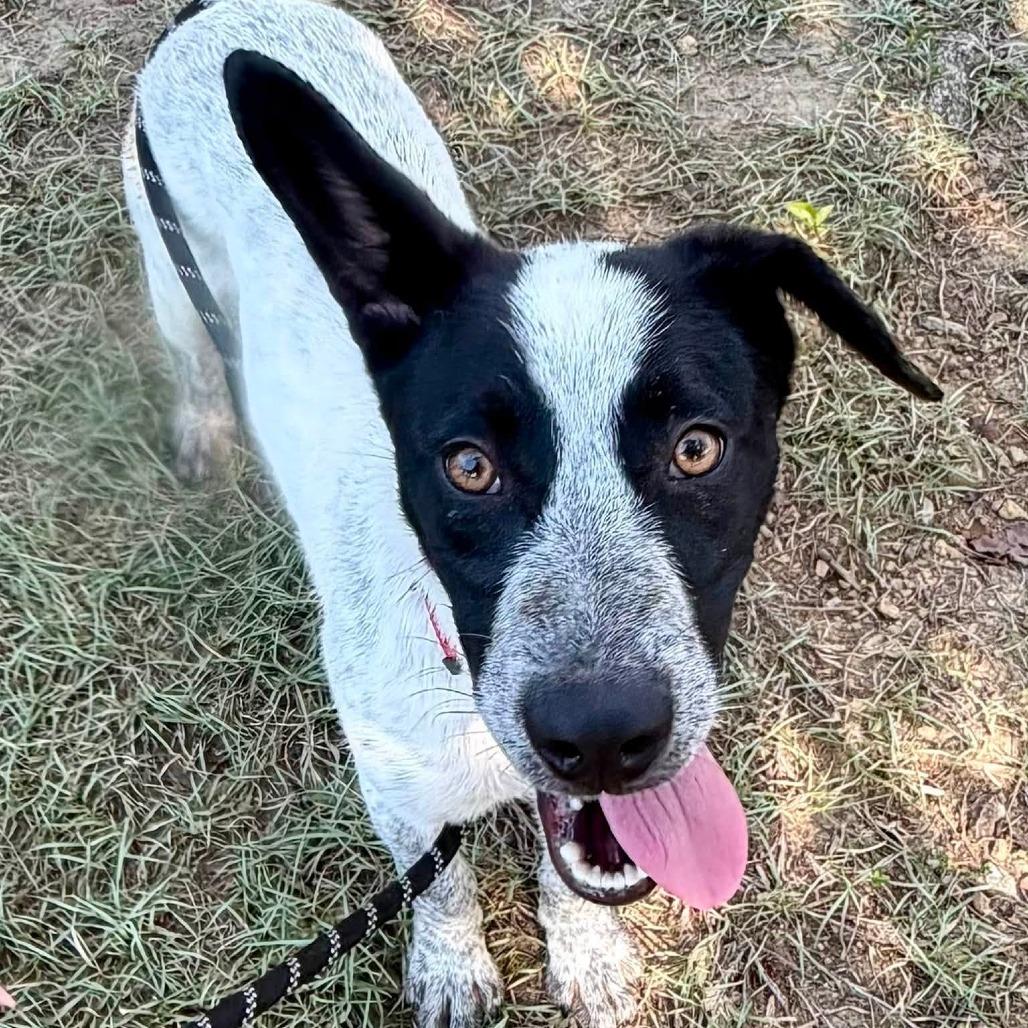 Enlarge Harry Styles, a Adoptable mixed breed in Concord, NC image 4/5