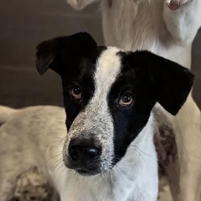 Enlarge Harry Styles, a Adoptable mixed breed in Concord, NC image 5/5