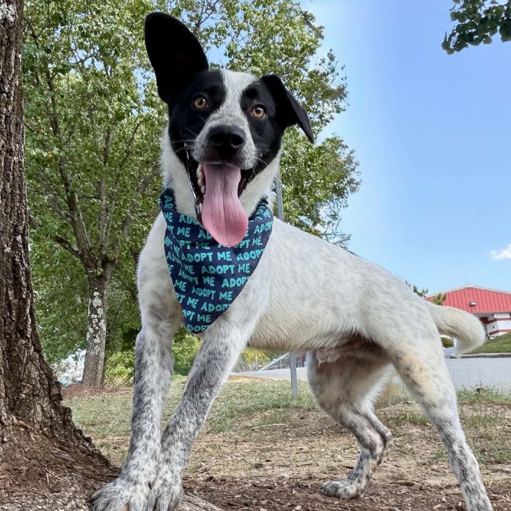 Enlarge Harry Styles, a Adoptable mixed breed in Concord, NC image 6/6