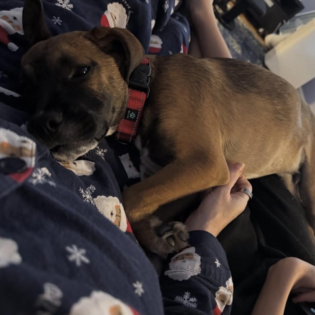 Sebastian, ADOPTABLE, Puppy Male Boxer & Shepherd.