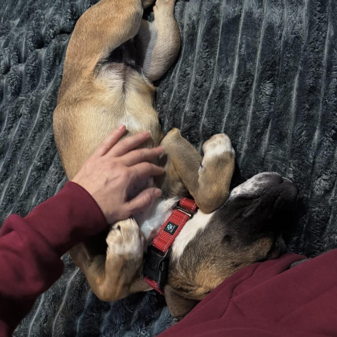 Sebastian, a ADOPTABLE mixed breed in South Plainfield, NJ image 2/5