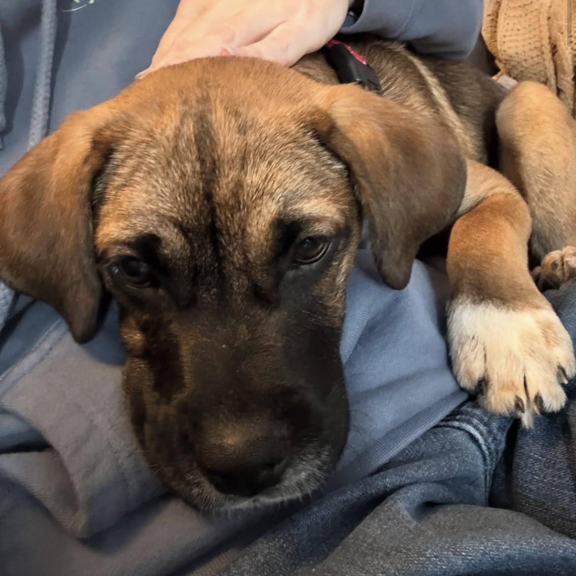 Sebastian, a ADOPTABLE mixed breed in South Plainfield, NJ image 3/5